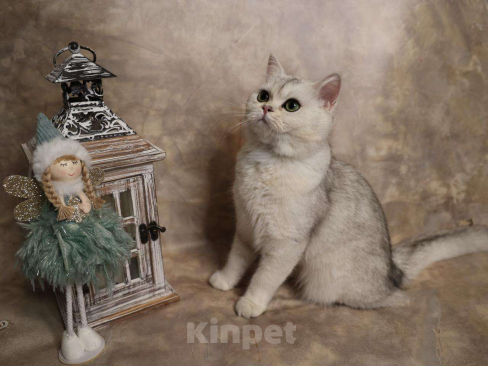 Кошки в Москве: Шотландский прямоухий короткошёрстный котёнок Девочка, 16 000 руб. - фото 10