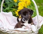 Собаки в Солнечногорске: Щенок-девочка в добрые руки Девочка, Бесплатно - фото 1