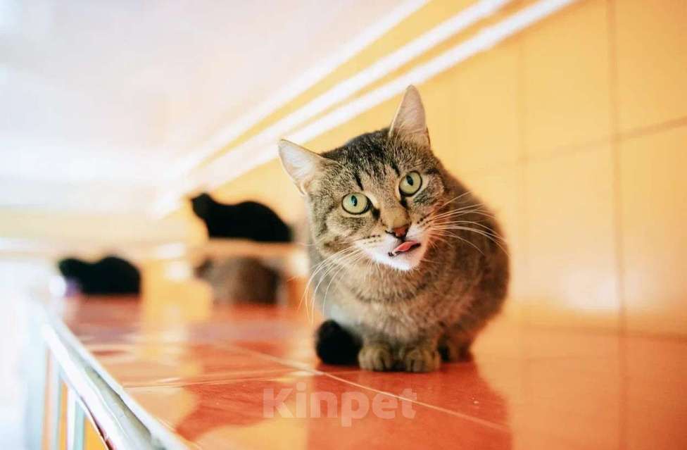 Кошки в других городах Московской области: Красавица Рафа в поисках счастья Девочка, Бесплатно - фото 3