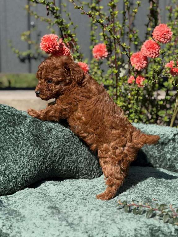 Собаки в Нижнем Новгороде: Той-пудель, щенок Мальчик, 150 000 руб. - фото 9