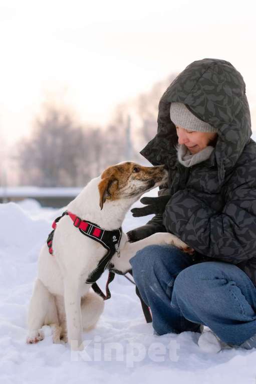 Собаки в Москве: Ищет дом маленькая белая принцесса Девочка, Бесплатно - фото 2