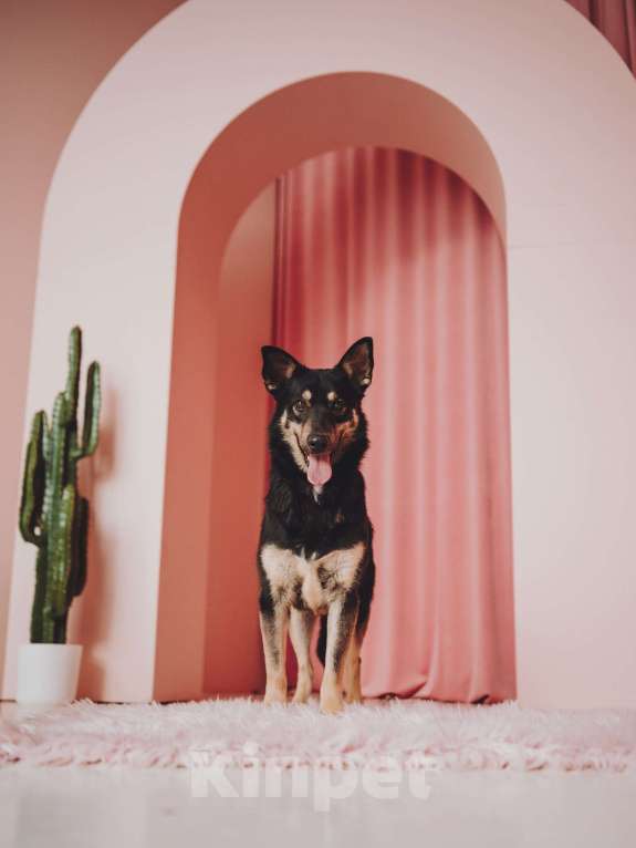 Собаки в Москве: Невероятная Нуара ищет дом Девочка, Бесплатно - фото 10