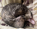 Кошки в Санкт-Петербурге: Пропала молодая кошка Корниш-Рекс  Девочка, Бесплатно - фото 4