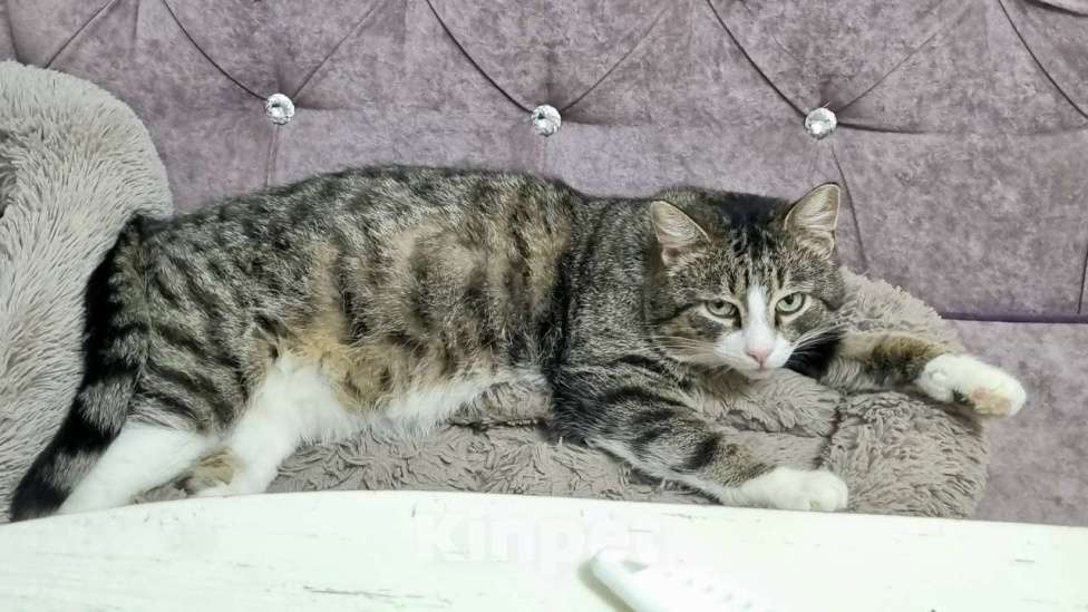 Кошки в Санкт-Петербурге: Анатоль! Котик в поисках семьи Мальчик, Бесплатно - фото 3