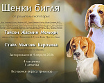 Собаки в Печоре: щенки бигля Мальчик, Бесплатно - фото 5