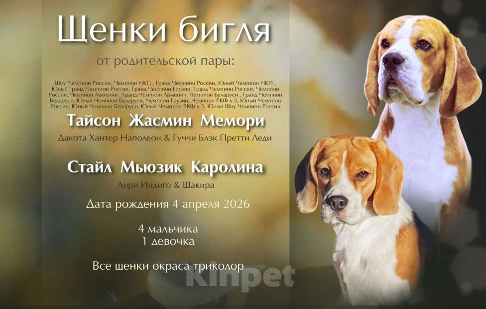 Собаки в Печоре: щенки бигля Мальчик, Бесплатно - фото 5