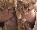Кошки в Москве: Рыжие котята ищут дом  Мальчик, Бесплатно - фото 2