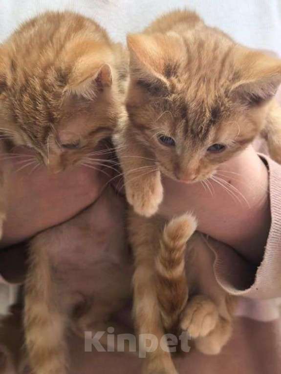 Кошки в Москве: Рыжие котята ищут дом  Мальчик, Бесплатно - фото 2