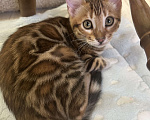 Кошки в других городах Московской области: Бенгальская Кошечка Браун, носитель снега Девочка, 97 000 руб. - фото 9