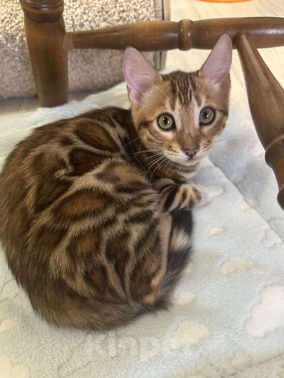 Кошки в других городах Московской области: Бенгальская Кошечка Браун, носитель снега Девочка, 97 000 руб. - фото 9