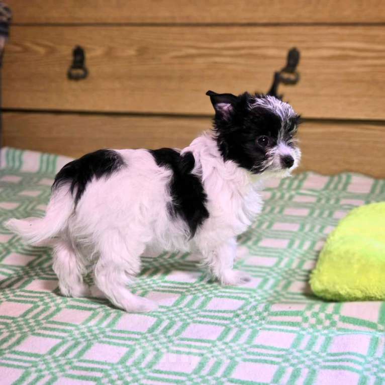 Собаки в Москве: Бивер-счастье в вашем доме Девочка, 20 000 руб. - фото 2