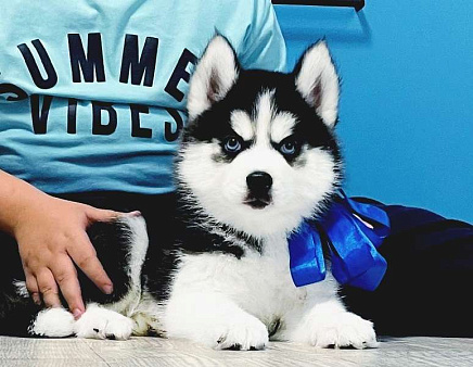 Хаски Щенки Разных окрасов