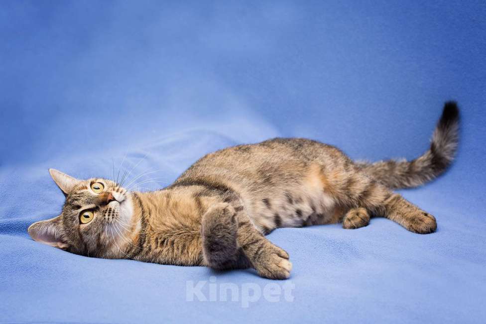 Кошки в Москве: Очаровательная полосатая кошечка Джуля в добрые руки Девочка, 1 руб. - фото 5