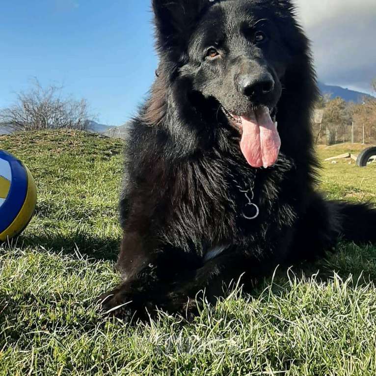 Собаки в Алуште: Девочка черная длинношерстная немецкая овчарка  Девочка, 60 000 руб. - фото 4