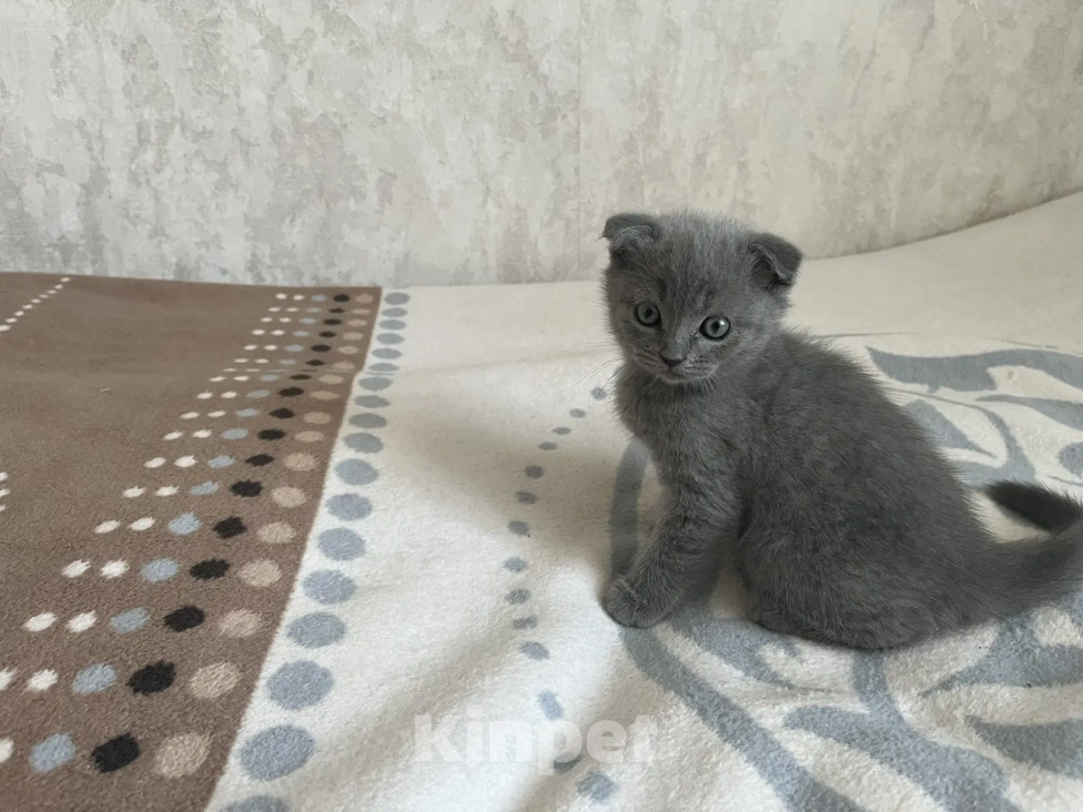 Кошки в Улане-Удэ: Британские котики Разнополые, 5 000 руб. - фото 3