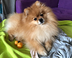 Собаки в Челябинске: Щенки померанского шпица  Девочка, 30 000 руб. - фото 7