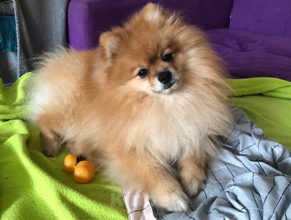 Собаки в Челябинске: Щенки померанского шпица  Девочка, 30 000 руб. - фото 7