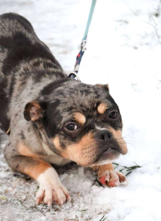 Собаки в Москве: Американский булли в добрые руки  Девочка, Бесплатно - фото 5