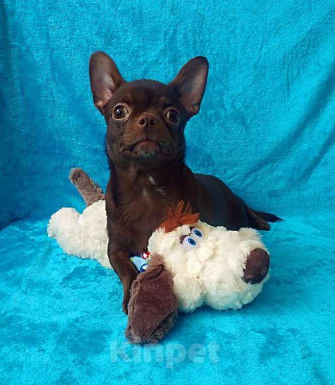 Собаки в Санкт-Петербурге: шоколадный мальчик 5 мес мелкий стандарт Мальчик, 27 000 руб. - фото 1