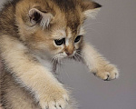Кошки в Санкт-Петербурге: Котенок (кот) Золотая шиншилла 3 месяца Мальчик, Бесплатно - фото 3