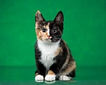 Кошки в Люберцах: Трехцветный котёнок по кличке Юка ищет свою семью. Девочка, 1 руб. - фото 6