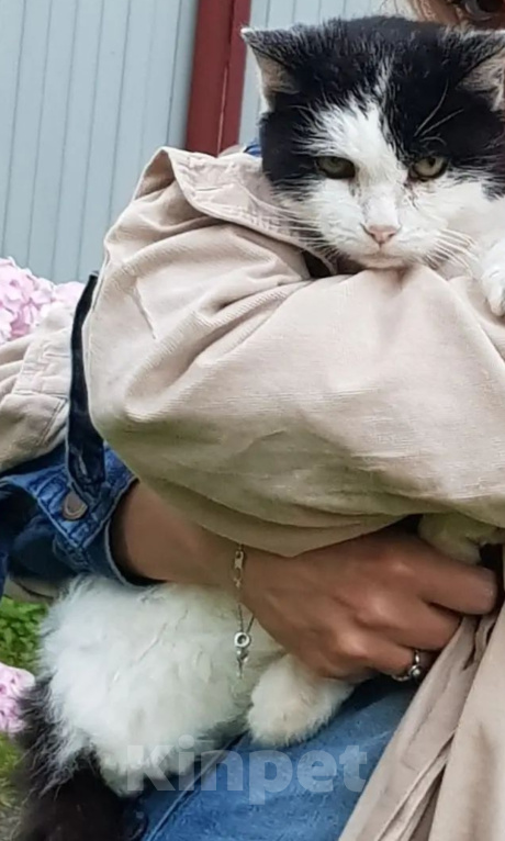 Кошки в других городах Московской области: Глухой кот Глухарик ищет человека Мальчик, Бесплатно - фото 6