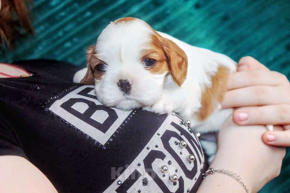 Собаки в других городах Московской области: Щенки девочки кавалер кинг чарльз спаниель Девочка, 130 руб. - фото 8