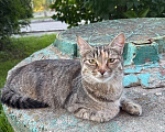 Кошки в Дмитрове: Нежная Кошечка Тифи Девочка, Бесплатно - фото 3