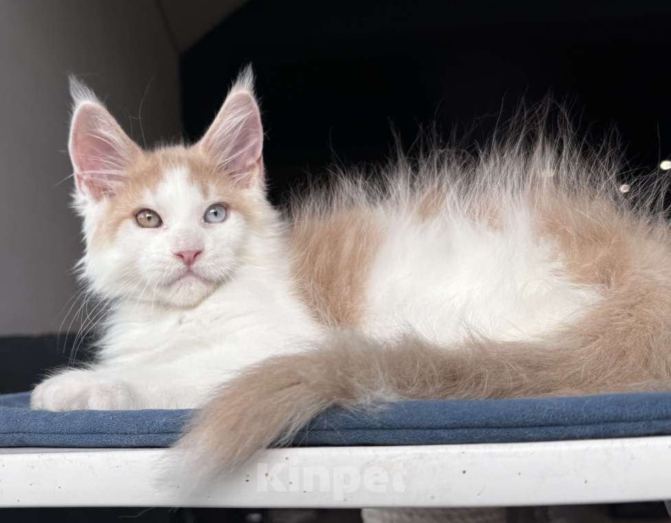 Кошки в Москве: Кот Мейн Кун Veyron Foxy Мальчик, 120 000 руб. - фото 6