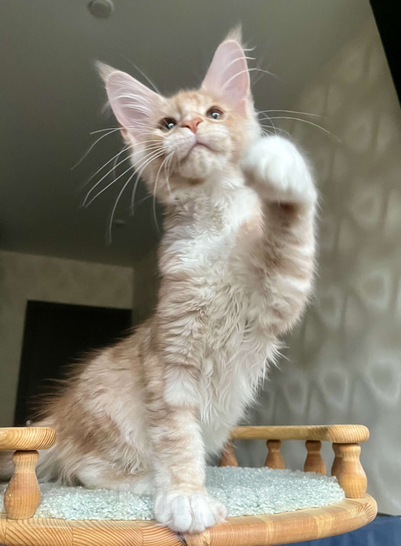 Кошки в Санкт-Петербурге: Мальчик мейн-кун Мальчик, 65 000 руб. - фото 4