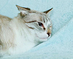Кошки в Москве: Тайский котик Маффин в добрые руки  Мальчик, Бесплатно - фото 5