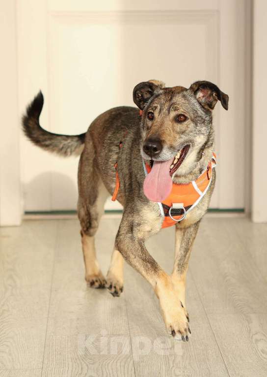 Собаки в Москве: Любящая собака Морра в добрые руки Девочка, Бесплатно - фото 8