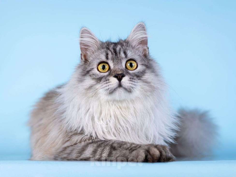 Кошки в Москве: Плюшевый юный котик Барни Мальчик, Бесплатно - фото 5