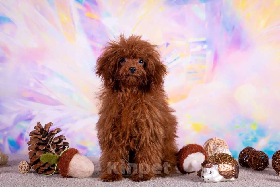 Собаки в Балашихе: Амур микро мальчик той-пудель Тедди тикап Мальчик, 250 000 руб. - фото 7