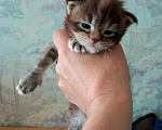 Кошки в Омске: Мейн-кун котята Девочка, 25 000 руб. - фото 1