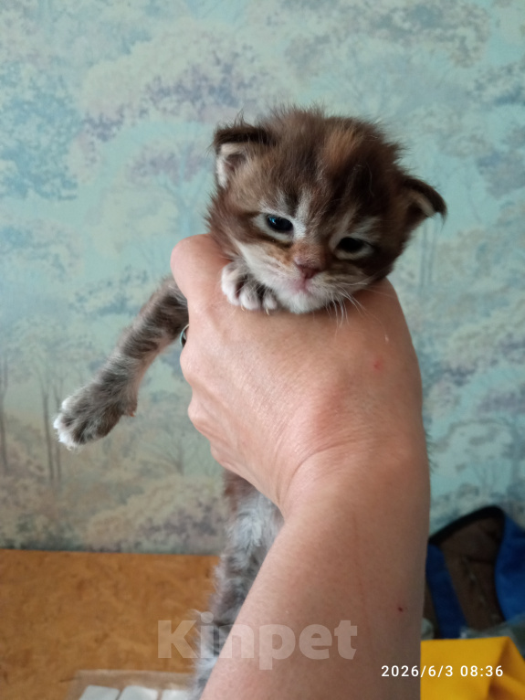 Кошки в Омске: Мейн-кун котята Девочка, 25 000 руб. - фото 1