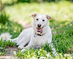 Собаки в Подольске: Собака Рикотта в добрые руки Девочка, Бесплатно - фото 1