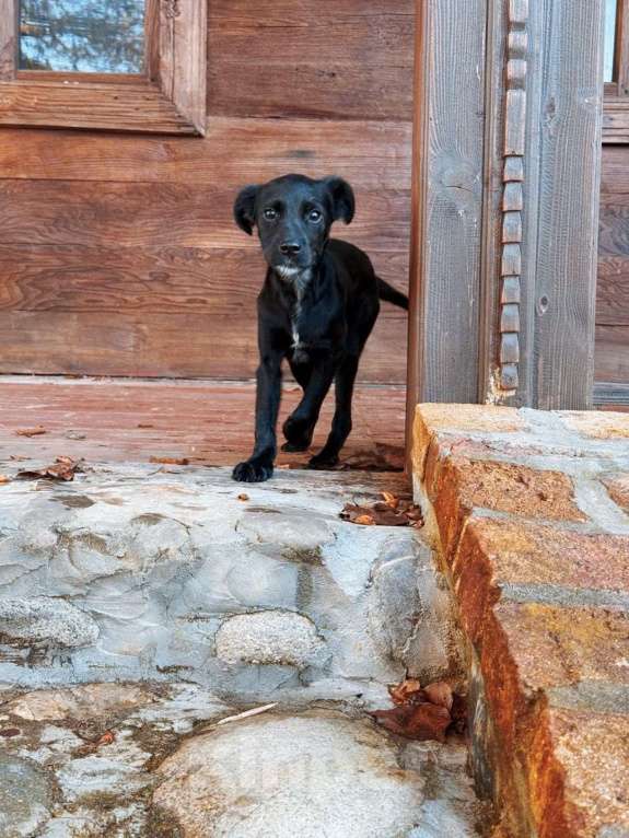 Собаки в Москве: Два чудесных щеночка (девочки) ищут дом! Девочка, Бесплатно - фото 5