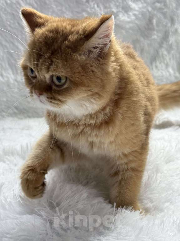 Кошки в Люберцах: Шотландские котята Девочка, Бесплатно - фото 1