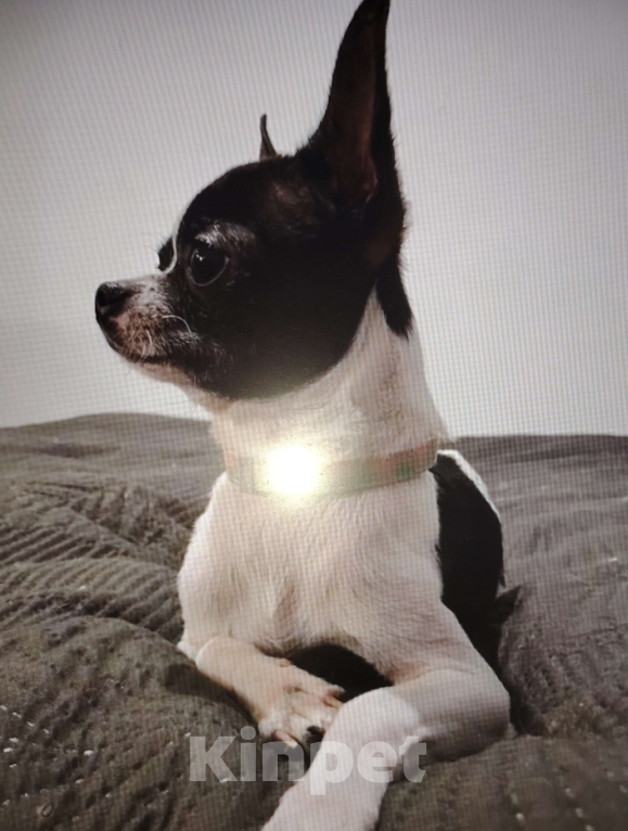 Собаки в Санкт-Петербурге: Чихуахуа Девочка, 25 000 руб. - фото 5