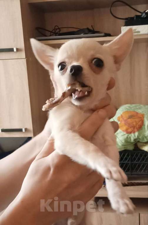 Собаки в Калуге: продам щенка чихуахуа Мальчик, 12 000 руб. - фото 1