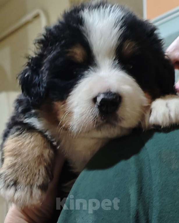 Собаки в Магнитогорске: Щенки Бернского Зенненхунда  Мальчик, 60 000 руб. - фото 1