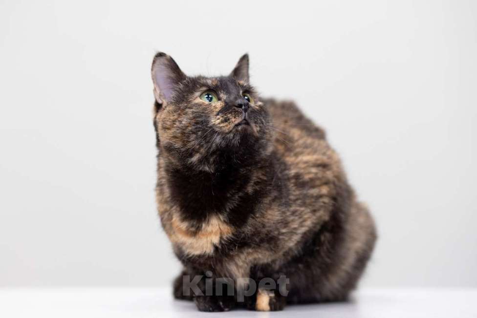 Кошки в Москве: кошка Маргоша в добрые руки Девочка, Бесплатно - фото 5