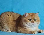 Кошки в Павловском Посаде: Британская золотая шиншилла. Вязка Мальчик, 12 000 руб. - фото 8