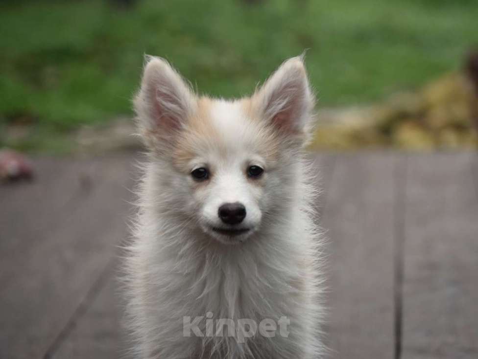 Собаки в Москве: Ненецкая оленегонная лайка, кобель Жиган. Мальчик, 60 000 руб. - фото 3