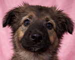 Собаки в Москве: Щенок девочка Шери в поисках дома Девочка, Бесплатно - фото 1