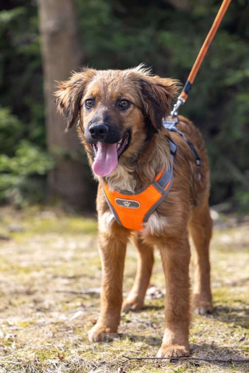 Собаки в Москве: Ищем Рэму новый дом Мальчик, Бесплатно - фото 7