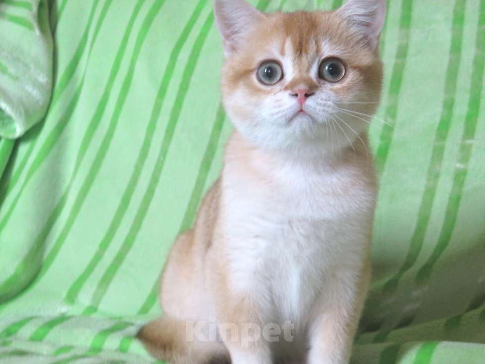 Кошки в Москве: шотландская  золотая шиншилла - мальчик Мальчик, 60 000 руб. - фото 2