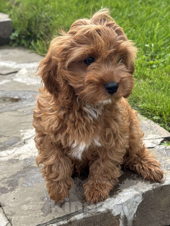 Собаки в Москве: Рыжая девочка Кавапу с белым галстучком Девочка, 150 000 руб. - фото 2