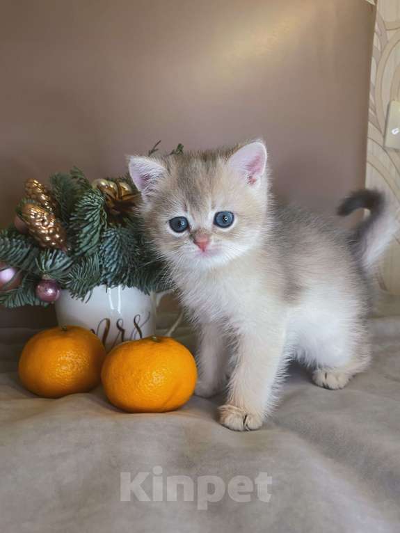 Кошки в Москве: Британский котёнок голубое золото Мальчик, 40 000 руб. - фото 1